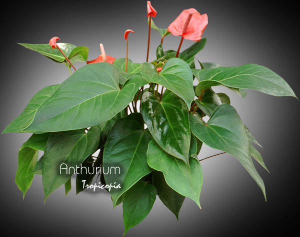 Anthurium - Anthurium X - Langue de feu, Flamant rose - Wax flower, Tailflower